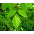 thumbnail image 1 of Potted Box Elder Maple Tree (healthy seedling)(Acer Negundo), 1 of 2