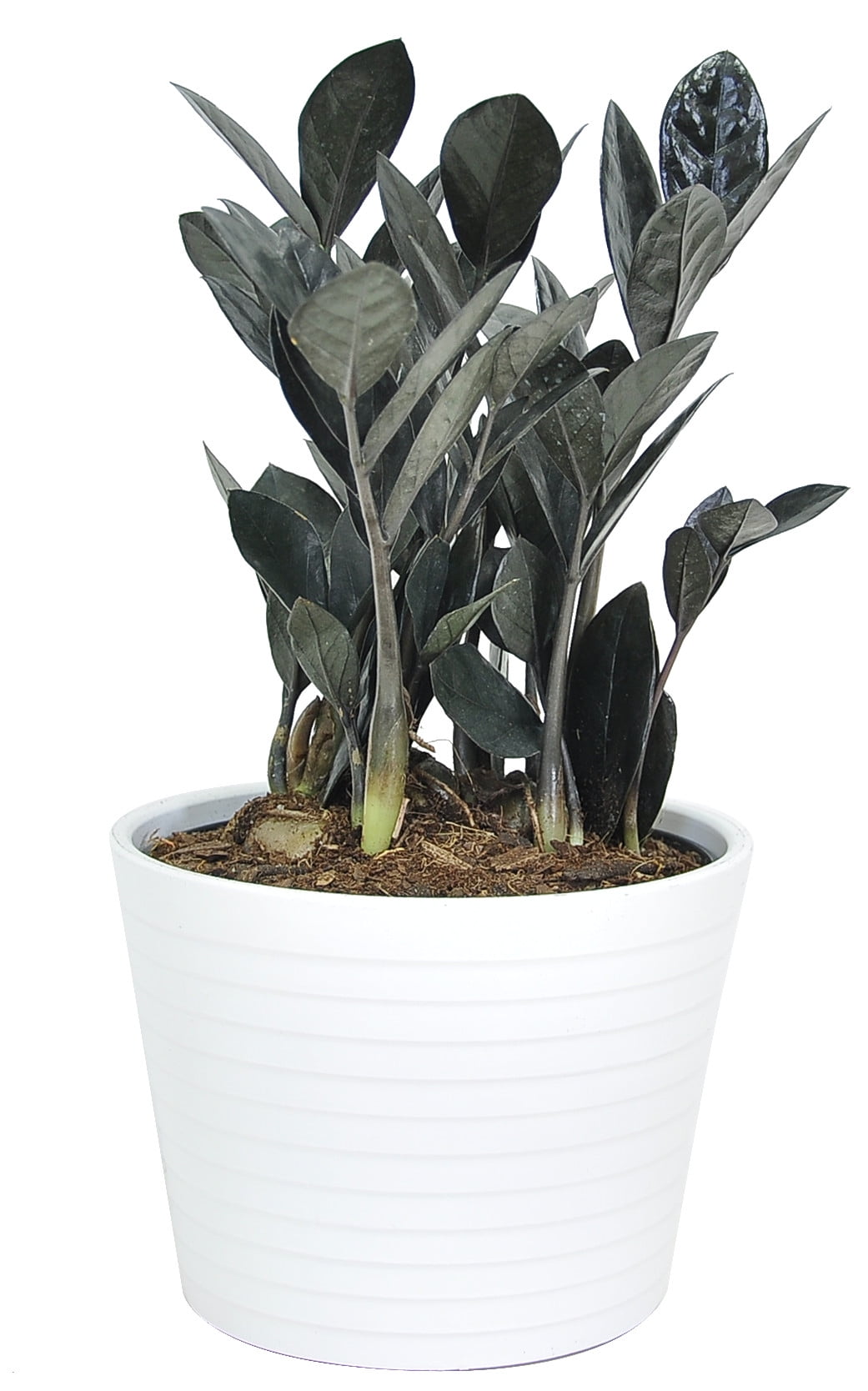 Costa Farms Live Indoor 12in Tall Black Trending Tropicals Raven Zz Plant Medium Indirect Light Plant In 6in Ceramic Planter Walmart Com Costa Farms Live Indoor 12in Tall Black Trending Tropicals Raven Zz Plant Medium Indirect Light Plant In 6in Ceramic Planter Walmart Com