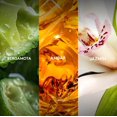 thumbnail image 3 of &eacute;sika - Set Perfume de Mujer Vibranza 45 ml + Vibranza Luminous 45 ml de Larga Duraci&oacute;n, 3 of 7