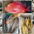 thumbnail image 4 of Sonducket Señuelo de pesca de gusanos de arena secos, 1 bolsa, gusanos secos fáciles de usar, comida seductora recreativa para de incentivo Pescar Como se muestra 6g, 4 of 6