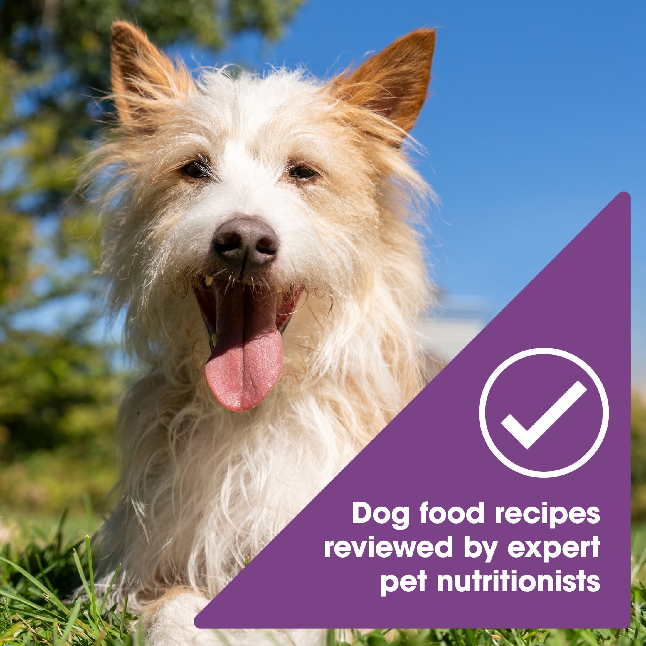 (6 pack) Nature's Recipe Grain Free Chicken & Lamb in Savory Broth Wet Dog Food, 2.75 oz Cup