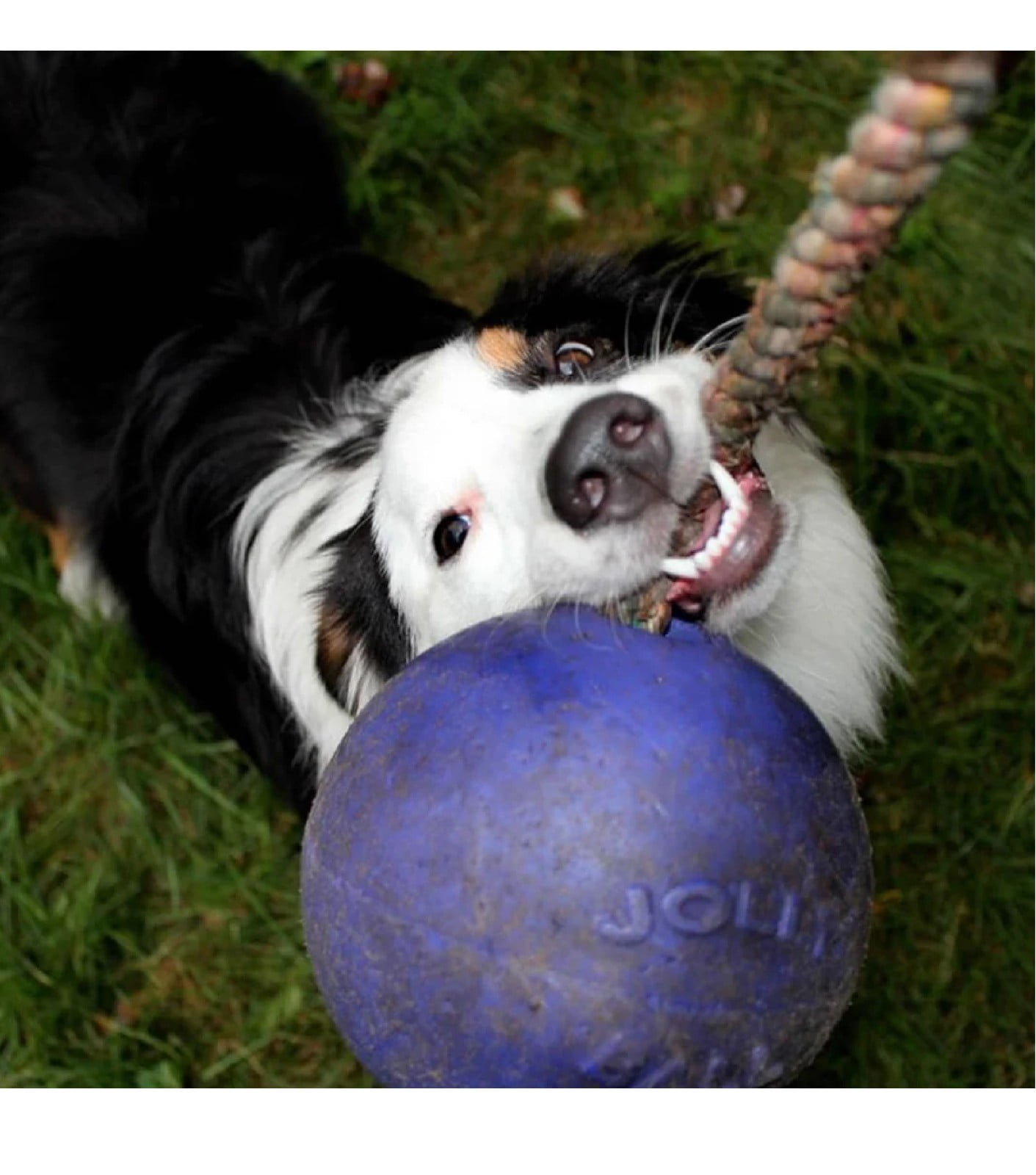 Floating Interactive Rope Dog Horse Toys Romp and Roll Dog Water Tug (Medium - Blue)