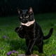 thumbnail image 5 of Collar GPS rastreador para gatos, localizador de mascotas Android, resistente al agua, sin cuota mensual, solución de rastreo avanzada, collar inteligente para la seguridad de las mascotas, compatible, 5 of 5