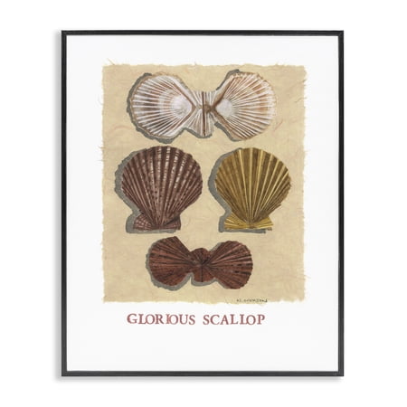 Stupell Industries Glorious Scallop Shells Black Framed Giclee Art design by Nancy Overton 20 x 16