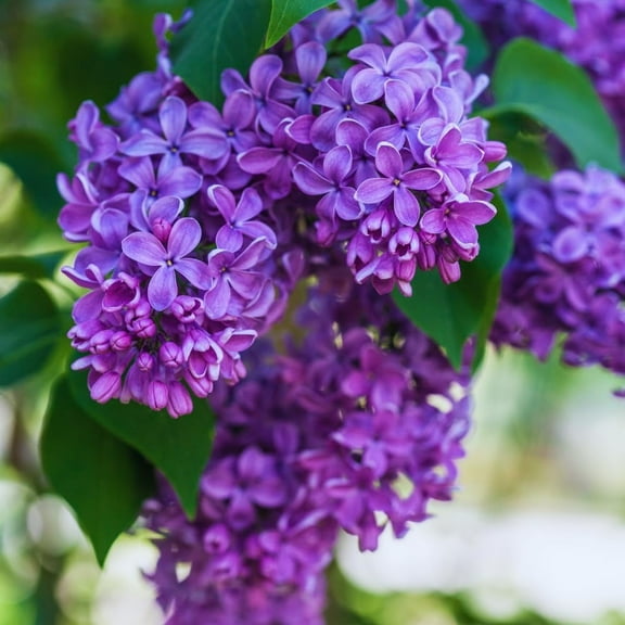 Lilac Plant, 6 to 10 Inch Tall Purple Lilac Flower Plant in Pot, Dormant Tree, Perennial Fragrant Lilac Flower Plant