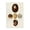 Antique Round Shells, variant on Stupell Industries Coastal Antique Brown Sea Shells Black Framed Giclee Art, 11 x 14, by G.W. Knorr