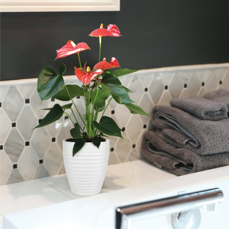 Just Add Ice Live Indoor Plant 14" Tall Anthurium Live Plant in 5"  Decorative Fiber Clay Pot - Walmart.com