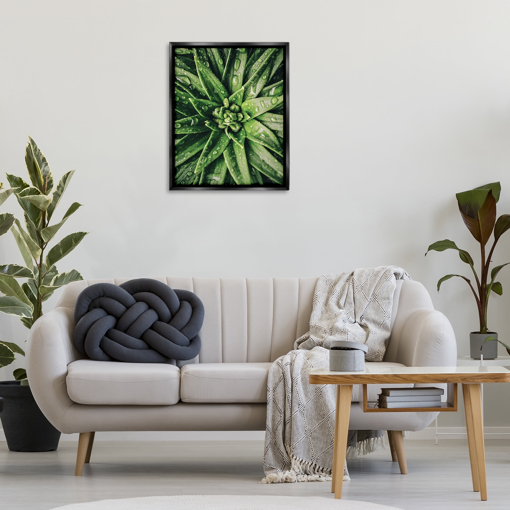 Stupell Industries Succulent in Rain Botanical & Floral Photography Black Floater Framed Art Print Wall Art, 25 x 31