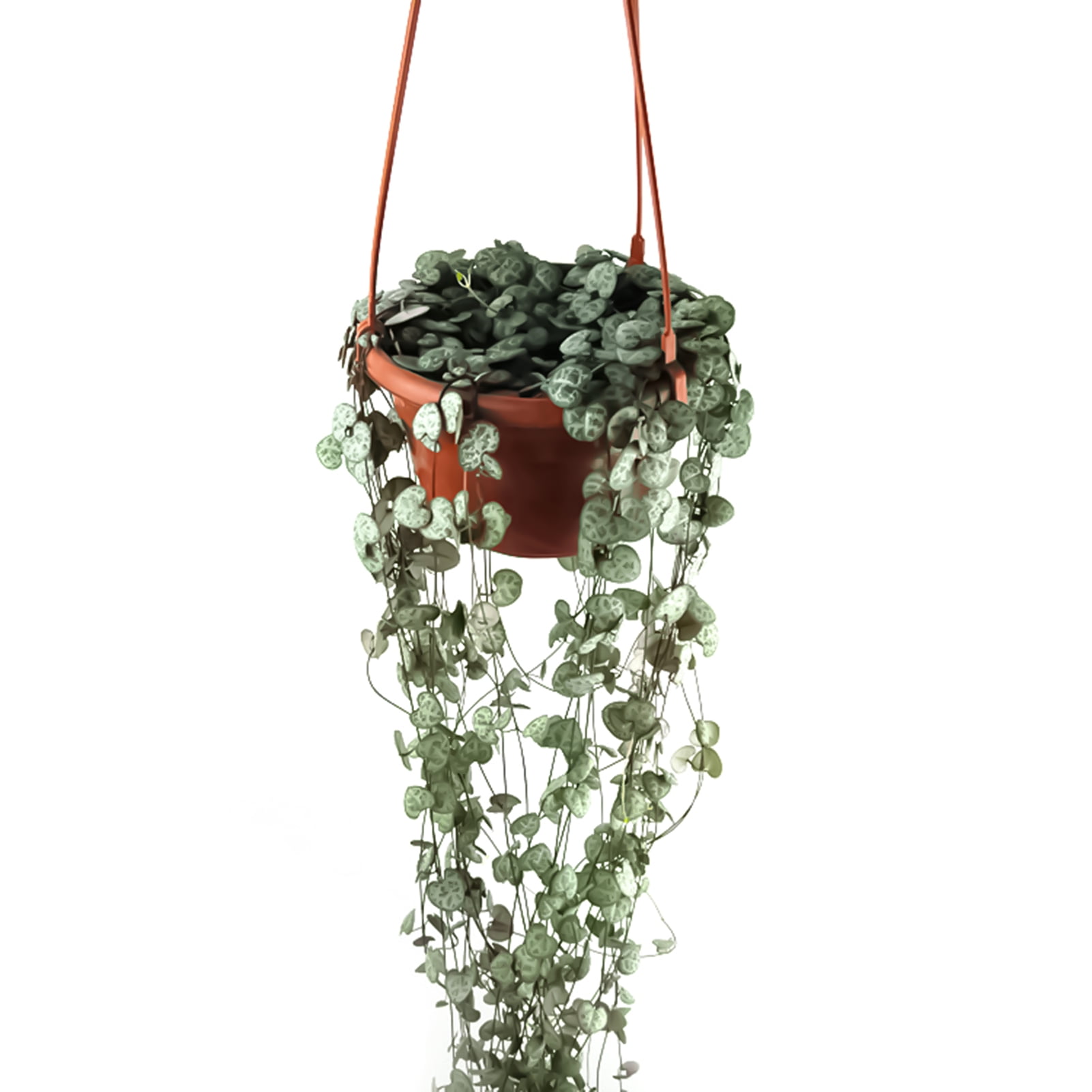 Deyuer 5Pcs Flower Basket Reusable Heighten Plastic Hanging Planter Decor Pot for Outdoor,4