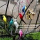 thumbnail image 3 of Toystoory Simulación hecha a mano loro jardín decoración pluma césped espuma estatuilla ornamento Animal pájaro cerca pájaro Prop Decoración Decoración del hogar No.1 Toystoory HA024215-01, 3 of 5