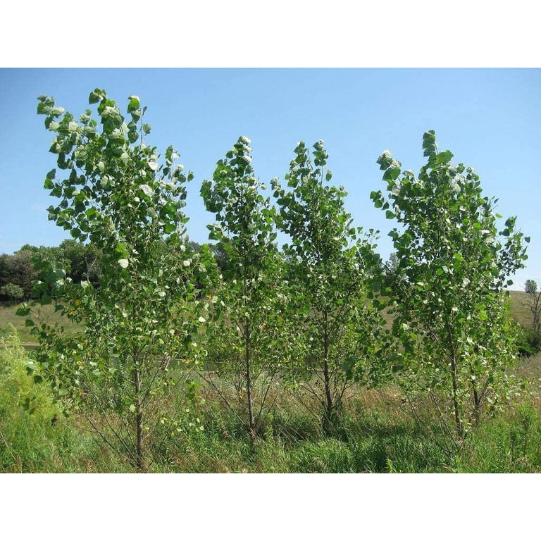 pea plant Green Pigeon Pea (Northern Adapted) – Truelove Seeds main image 0