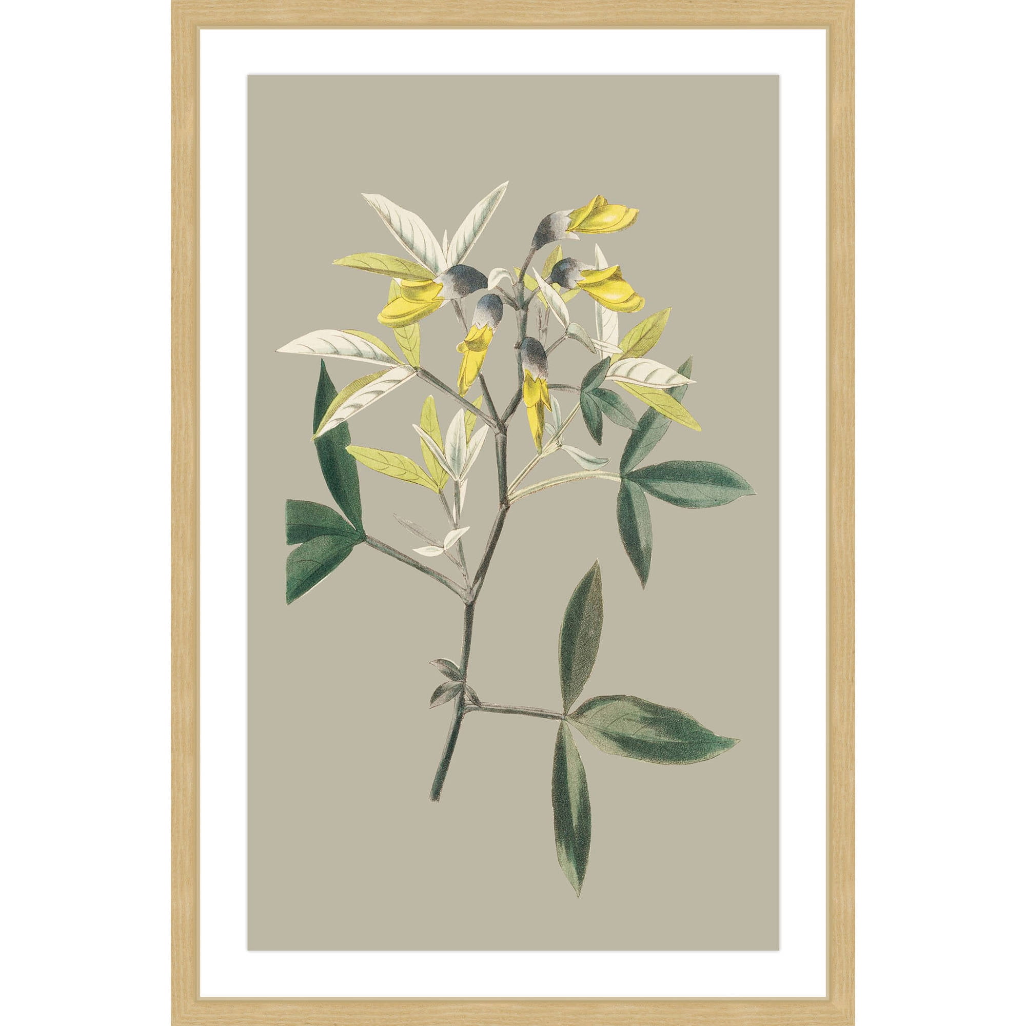 Marmont Hill "Botanical Cabinet VI" Framed Painting Print