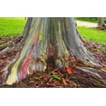 thumbnail image 3 of Rainbow Eucalyptus Tree Seeds - 50 Seeds - Stunning Colored Bark - Eucalyptus deglupta, 3 of 3