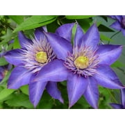 Multi Blue Clematis - NEW! - Navy Blue Double Flower - 2.5" Pot