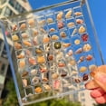 thumbnail image 2 of SDFGTstore Large Capacity Acrylic Shell Display Case Stackable Small Shell Craft Organizer, 2 of 11