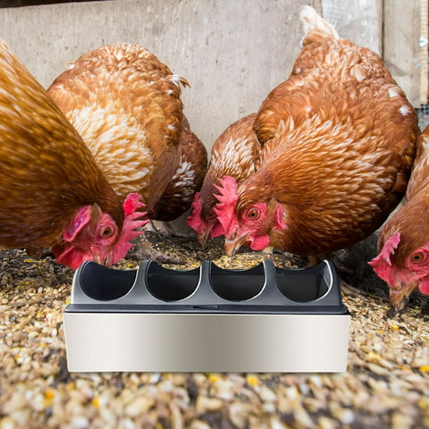 Comedero para aves de corral, dispensador de alimento para , bandeja de acero inoxidable sin desperdicios para aves, loros, pavos y gansos. 20 cm x 11 cm x 75 cm