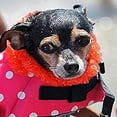 thumbnail image 3 of TIMIFIS Dog Life Jacket Large Small Dog High Buoyancy Reflective Stripes Adjustable Life Jacket Swimsuit Dog Life VestFall, 3 of 7