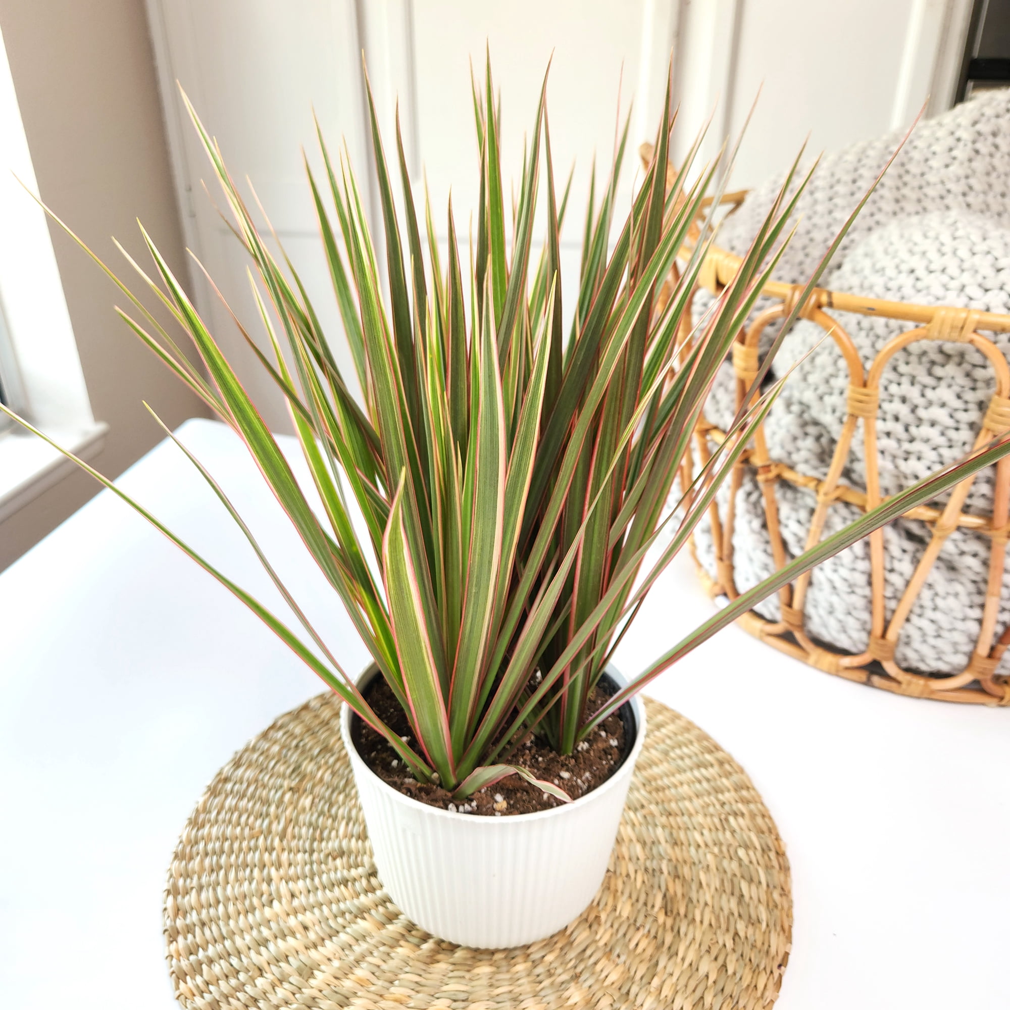Element Bicolor Dragon Tree Dracaena Marginata in 6" White Pot (Approx 15" Tall) Live Plant