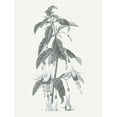 thumbnail image 2 of Wild Apple Portfolio 15x18 Black Ornate Wood Framed with Double Matting Museum Art Print Titled - Neutral Botanical I, 2 of 4