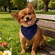 thumbnail image 5 of Pañuelo triangular de poliéster para mascotas, toalla y babero de alta absorbencia, lavable, para gatos y perros de todos los tamaños, elegante accesorio para la alimentación de mascotas, 5 of 5