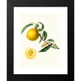 thumbnail image 2 of Giorgio Gallesio 11x14 Black Modern Framed Museum Art Print Titled - Cotogna Durana Maximum Or, Giallona of Verona. (Persica Julodermis Cotonea; Giallona of Verona; Peaches) (1817-1839), 2 of 5