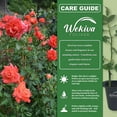 thumbnail image 3 of Cary Grant Rose Bush - 4 Live Starter Plants in 2 Inch Pots - Beautifully Fragrant Hybrid Tea Rose from Florida - A Versatile Beauty with a Rich Fragrance, 3 of 6