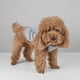 thumbnail image 5 of Chaleco De Enfriamiento Sunnimix Para Perros Abrigo De Enfriamiento Ajustable Para Acampar Caminar Verano S, 5 of 8