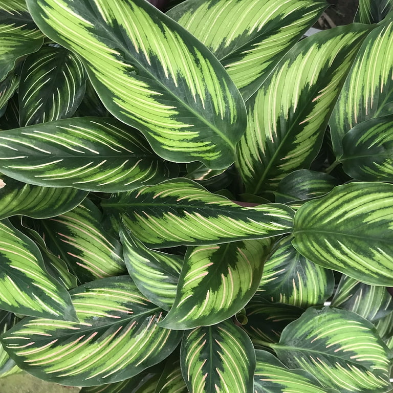 Beauty Star Peacock Plant - Calathea - Easy House Plant - 4 Beauty Star Peacock Plant - Calathea - Easy House Plant - 4