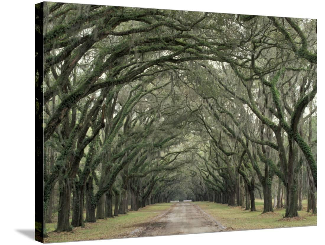 MossCovered Plantation Trees, Charleston, South Carolina, USA, Gallery