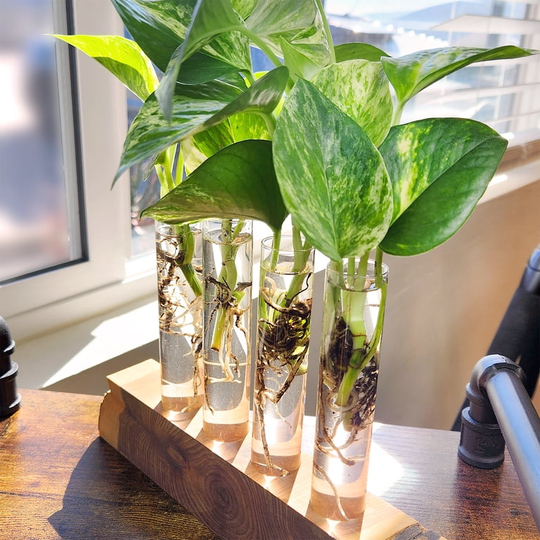 Plentiful Pothos & Philodendron Plants (6-pack) - Easy Live House Plant  Care - 2in. Grow Pots - Filtered Sun - Element by Altman Plants