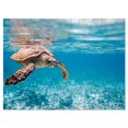 thumbnail image 1 of Design Art Large Hawksbill Sea Turtle Canvas Print, 1 of 3