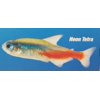 NEON TETRA