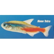 NEON TETRA