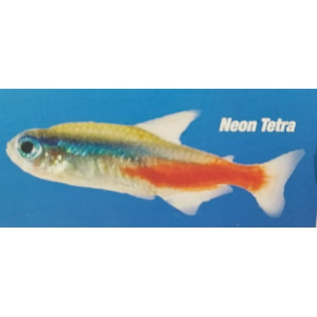 NEON TETRA
