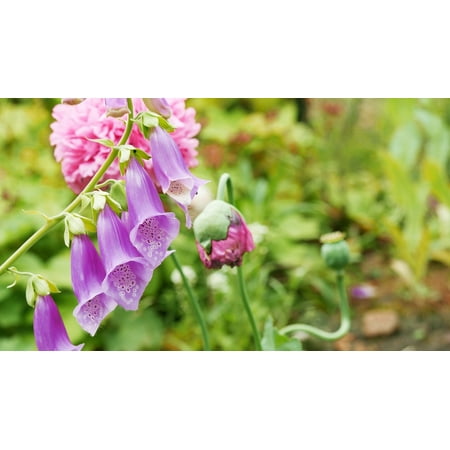 L N Stick Poster Of Plant Poisonous Purple Summer Thimble L N Stick Poster Of Plant Poisonous Purple Summer Thimble Pinkposter 24x16 Adhesive Sticker Print