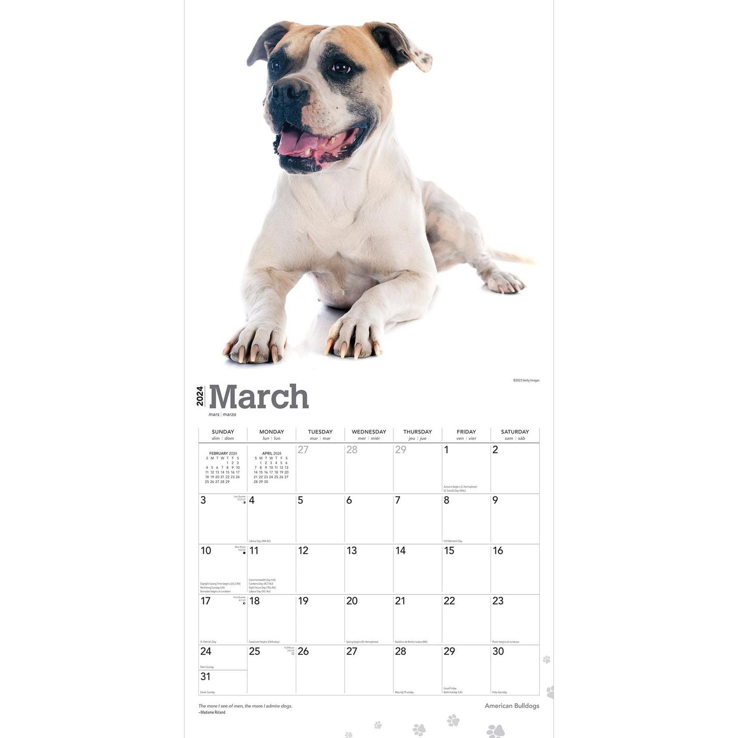 BrownTrout American Bulldogs 2024 12x24 Inch Square Wall Calendar, 9781975470623