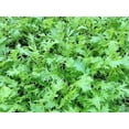 thumbnail image 2 of 210 Seeds| Mustard Seeds, Mizuna Seeds - Authentic Seeds ~ GMO Free ~ Seeds~Flower seeds~ Vegetable seeds~ Asian Garden~ Herbs B5G1 #7005, 2 of 5