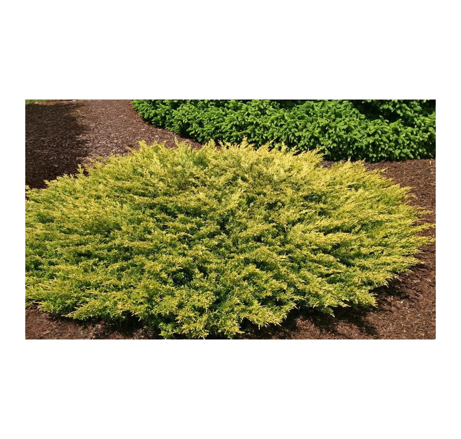 Lime Glow Juniper | 2 Live Gallon Size Plants | Juniperus Horizontalis | Cold Hardy Drought Tolerant Groundcover - image 3 of 6