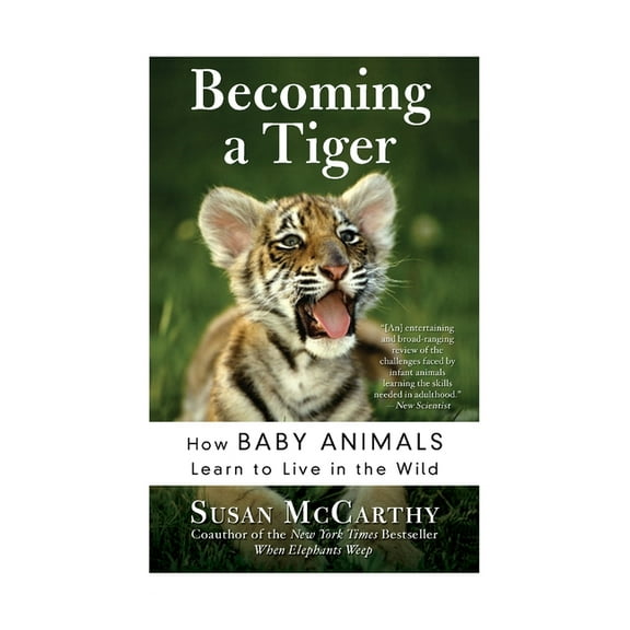 Becoming a Tiger: How Baby Animals Learn to Live in the Wild, (Paperback)