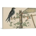 thumbnail image 1 of ARTCANVAS The Purple Martin Canvas Art Print by Mark Catesby - Size: 26" x 18" (0.75" Deep), 1 of 9