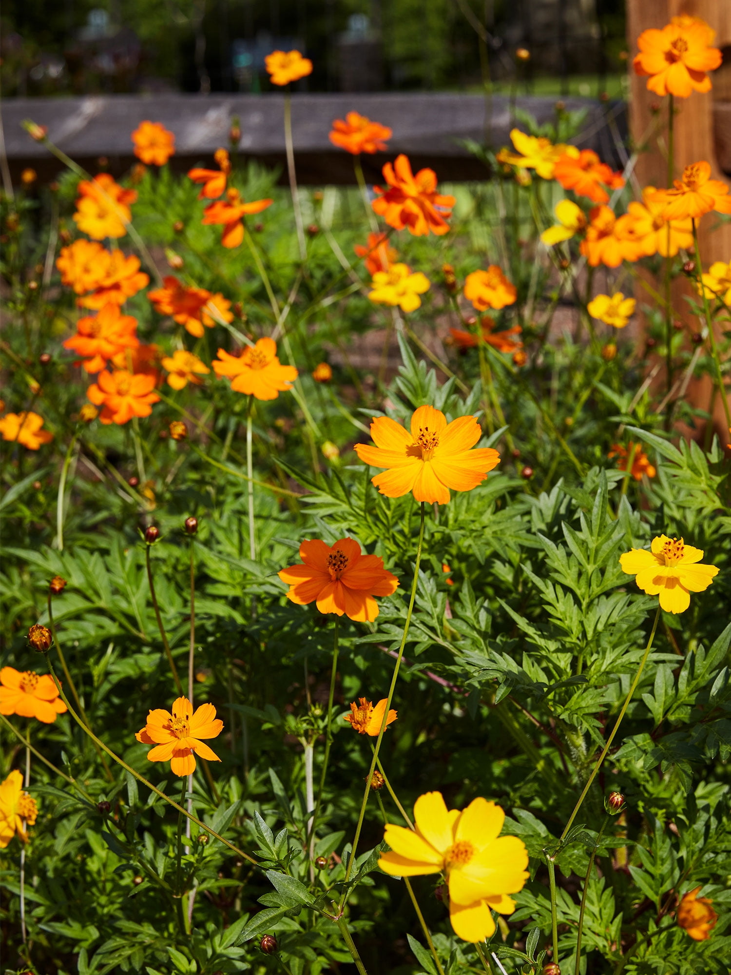 Burpee Bright Lights Couleurs Mélangées Cosmos