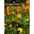thumbnail image 3 of Burpee Bright Lights Mix Cosmos, Annual Flower Seed, Full Sun, 3 of 5