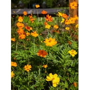 Burpee Bright Lights Mix Cosmos, Annual Flower Seed, Full Sun
