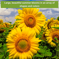 thumbnail image 4 of Large Sunflower Seed Collection - Non GMO Heirloom Varieties for your Flower Garden - 6 Count, 4 of 5