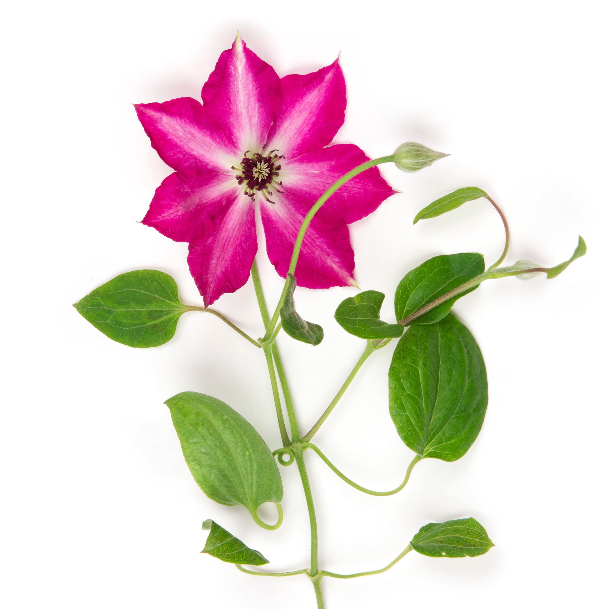 Proven Winners ColorChoice 5" Red 'Viva Polonia' Clematis Live Plant in 4.5" Pot (4 Count)