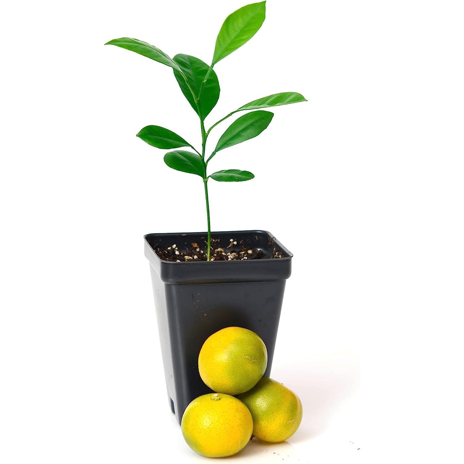 cyquio-calamondin-orange-tree-starter-plant-citrus-mitis-3-5