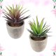 thumbnail image 2 of FENGGUIQU 2Ud Suculentas Artificiales Pequeñas Para Decorativa En Diferentes Espacios Del Hogar, 2 of 8