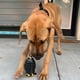 thumbnail image 2 of Dog Chew Toys Resistant Rubber Dog Toy With Heilwiy Rope Puppy Toy Go Fetch Toy, 2 of 4