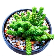 LIFEBESTONE Small Aquarium Gravel for Fish Tank, Rocks for Substrate, River Rock for Indoor Plants, Pea Gravel for Landscaping, Pebbles (3 LBS)