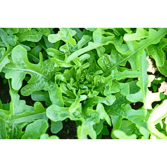3000 Seeds OAK LEAF LETTUCE Lactuca Sativa Vegetable Seeds